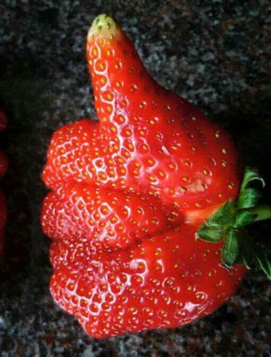 Фотография: Что выросло, то выросло: самые неожиданные формы овощей и фруктов №20 - BigPicture.ru