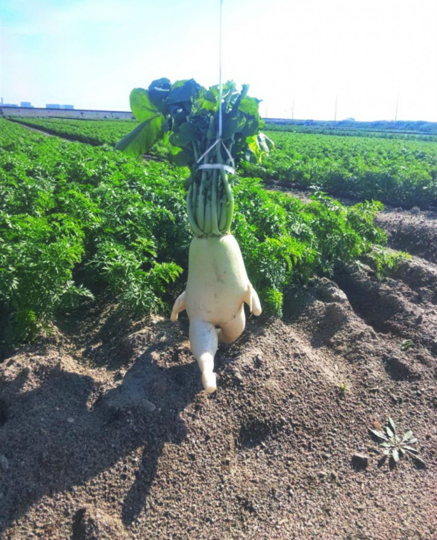 Фотография: Что выросло, то выросло: самые неожиданные формы овощей и фруктов №5 - BigPicture.ru