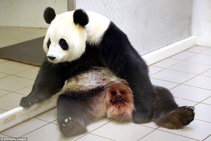 Фотография: Панда Хао Хао родила крохотного детеныша в бельгийском зоопарке №6 - BigPicture.ru