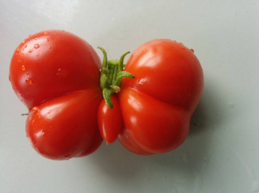 Фотография: Что выросло, то выросло: самые неожиданные формы овощей и фруктов №10 - BigPicture.ru