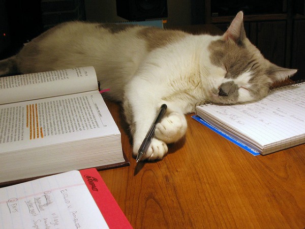 Фотография: И днем и ночью кот ученый: 7 животных с высшим образованием №3 - BigPicture.ru
