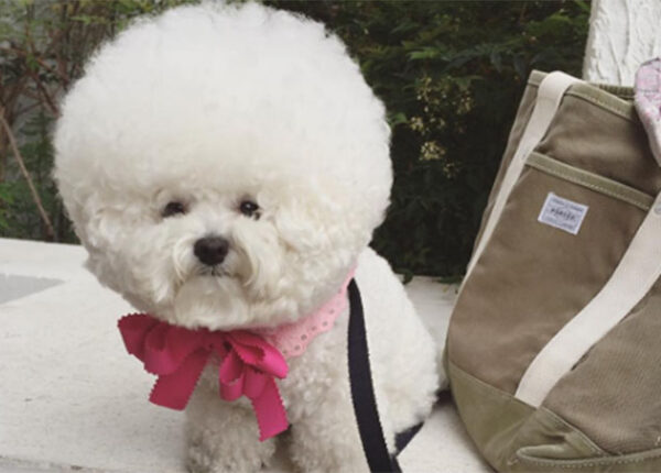 Шарик радости: собачка Тори породы бишон фризе — новая звезда Instagram