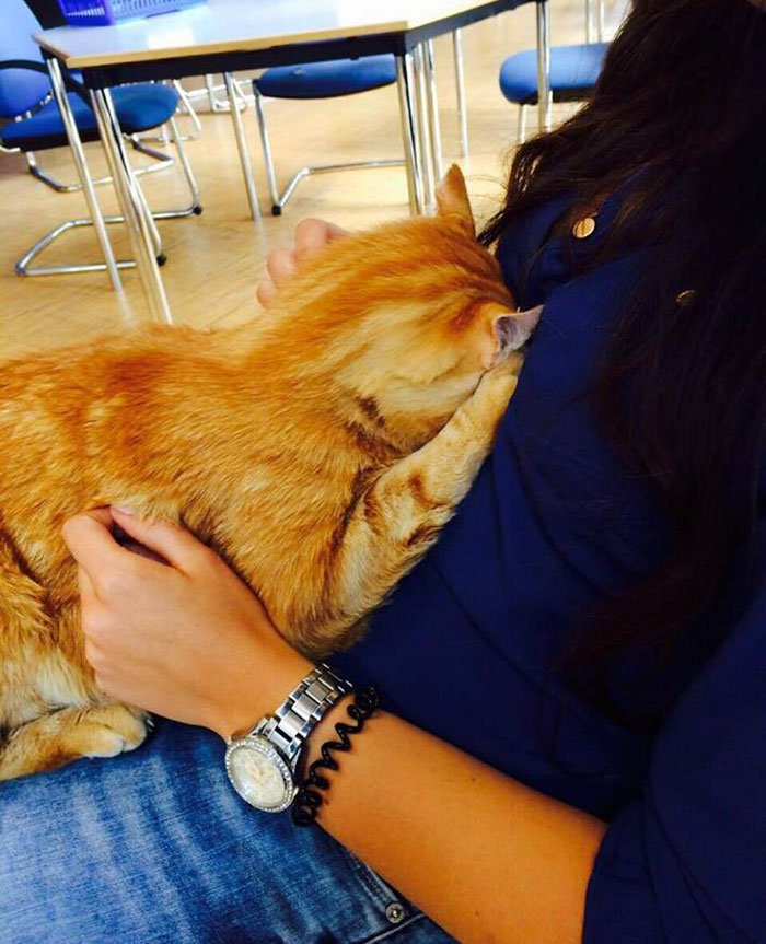Фотография: Рыжий кот заботится о студентах из Германии №2 - BigPicture.ru
