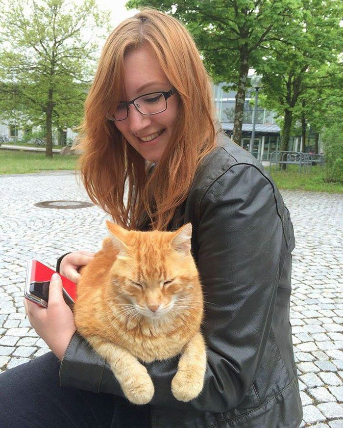 Фотография: Рыжий кот заботится о студентах из Германии №6 - BigPicture.ru
