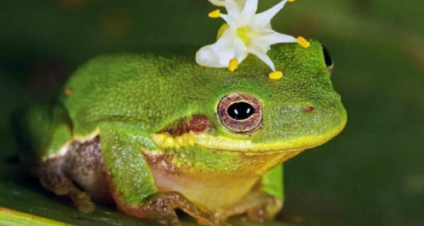 10 самых сильных афродизиаков и их невероятные истории