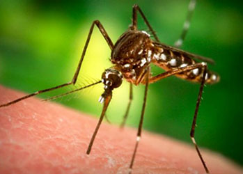 10 убийственных ароматов от комаров