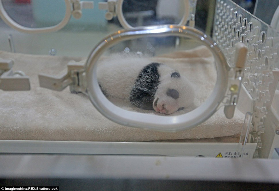 Фотография: Маленьких панд-близнецов впервые показали публике в Макао №11 - BigPicture.ru