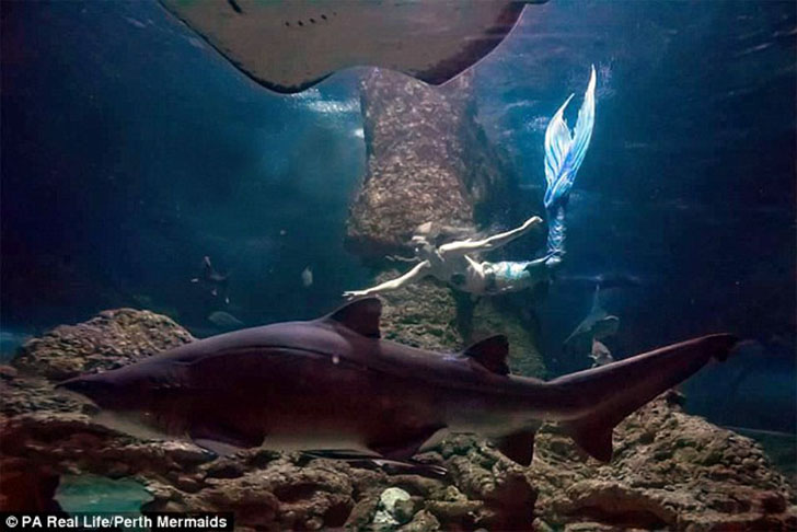 Фотография: Две русалочки: помешанные на Диснее подружки отрастили силиконовые хвосты и плавают с акулами №10 - BigPicture.ru