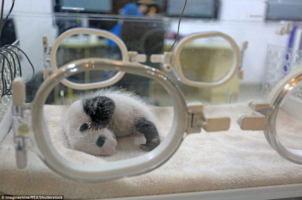 Фотография: Маленьких панд-близнецов впервые показали публике в Макао №12 - BigPicture.ru