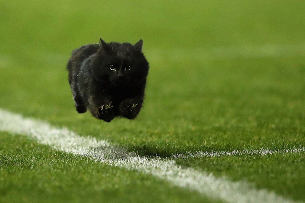 Фотография: Черный кот выскочил на поле во время матча по регби и стал героем фотожаб №2 - BigPicture.ru