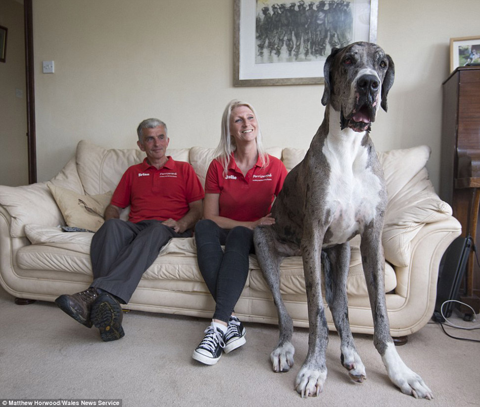 Фотография: Кажется, это самая высокая собака в мире: двухметровый дог весом 76 кг №2 - BigPicture.ru