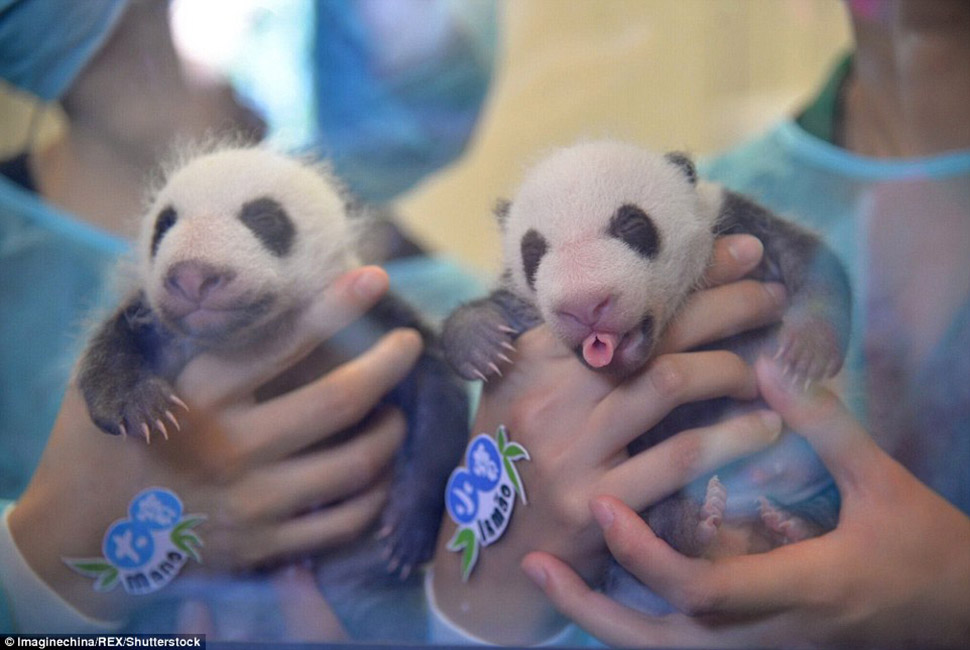 Фотография: Маленьких панд-близнецов впервые показали публике в Макао №2 - BigPicture.ru
