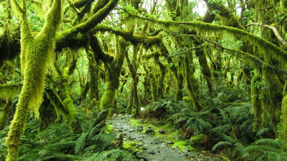 Фотография: 14 фотографий, с которыми вы откроете для себя волшебную природу Новой Зеландии №15 - BigPicture.ru