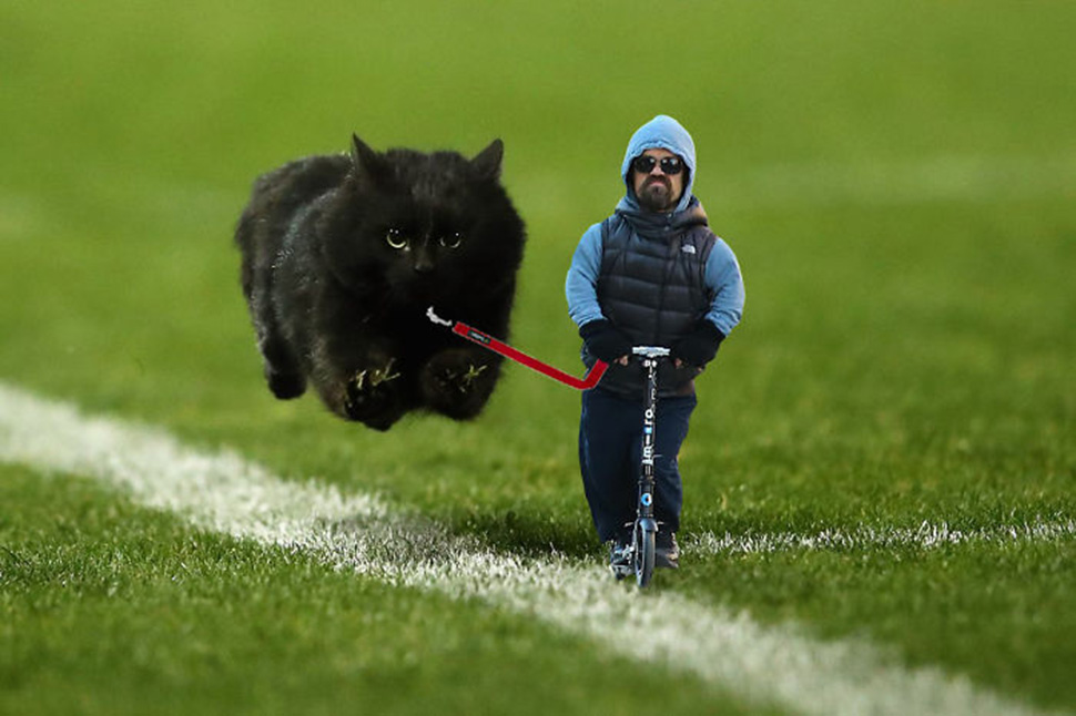 Фотография: Черный кот выскочил на поле во время матча по регби и стал героем фотожаб №16 - BigPicture.ru