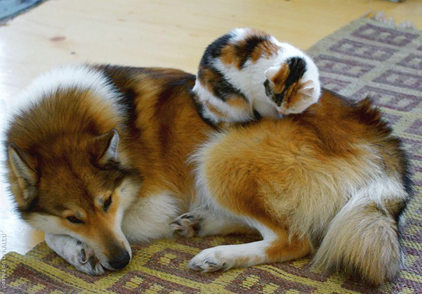 Фотография: В мире животных: родные братья и сестры от разных мам №15 - BigPicture.ru