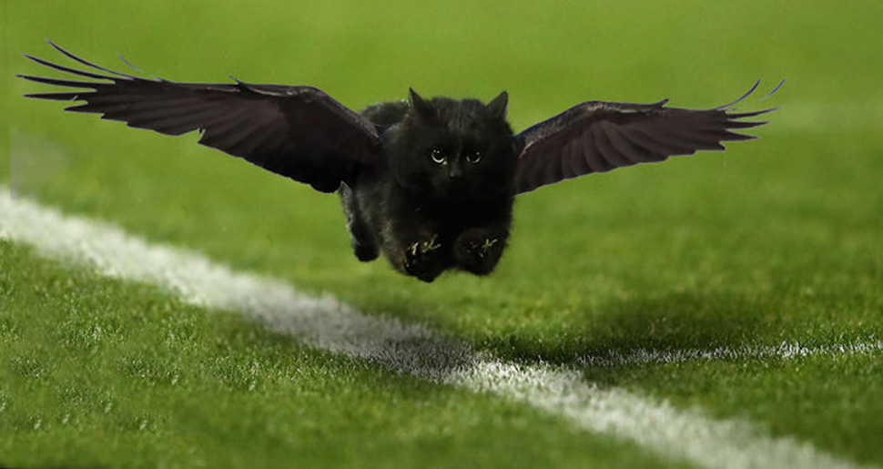 Фотография: Черный кот выскочил на поле во время матча по регби и стал героем фотожаб №19 - BigPicture.ru