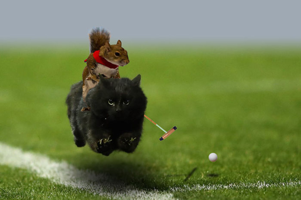 Фотография: Черный кот выскочил на поле во время матча по регби и стал героем фотожаб №22 - BigPicture.ru
