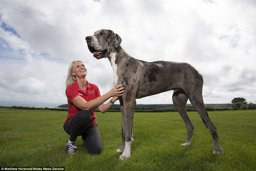 Фотография: Кажется, это самая высокая собака в мире: двухметровый дог весом 76 кг №3 - BigPicture.ru