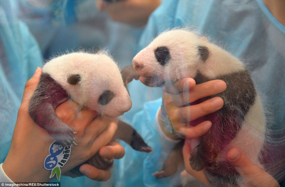Фотография: Маленьких панд-близнецов впервые показали публике в Макао №3 - BigPicture.ru