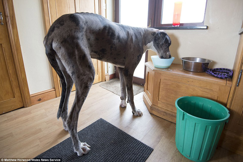 Фотография: Кажется, это самая высокая собака в мире: двухметровый дог весом 76 кг №4 - BigPicture.ru