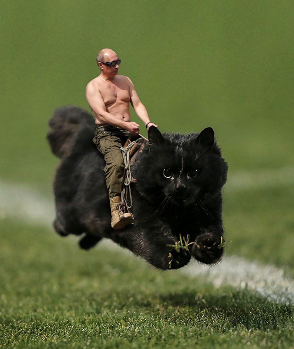 Фотография: Черный кот выскочил на поле во время матча по регби и стал героем фотожаб №4 - BigPicture.ru