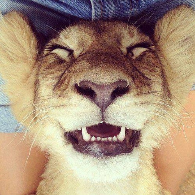Фотография: Кто сказал, что животные не умеют улыбаться? №7 - BigPicture.ru
