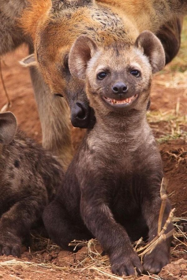 Фотография: Кто сказал, что животные не умеют улыбаться? №12 - BigPicture.ru