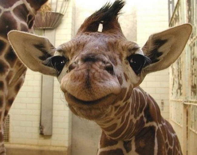 Фотография: Кто сказал, что животные не умеют улыбаться? №10 - BigPicture.ru