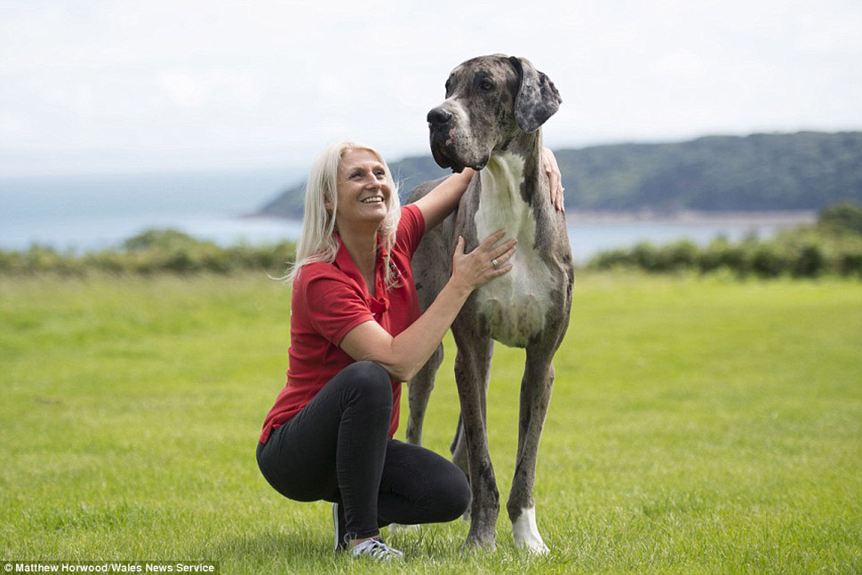 Фотография: Кажется, это самая высокая собака в мире: двухметровый дог весом 76 кг №5 - BigPicture.ru
