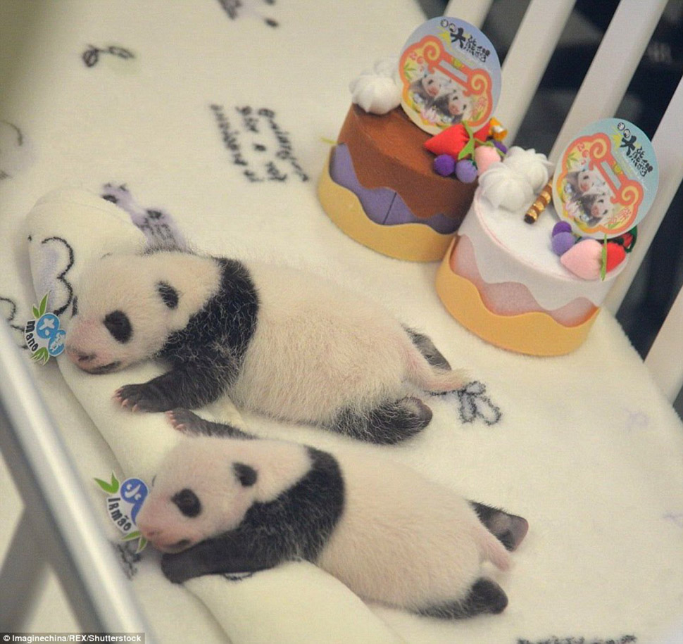 Фотография: Маленьких панд-близнецов впервые показали публике в Макао №5 - BigPicture.ru
