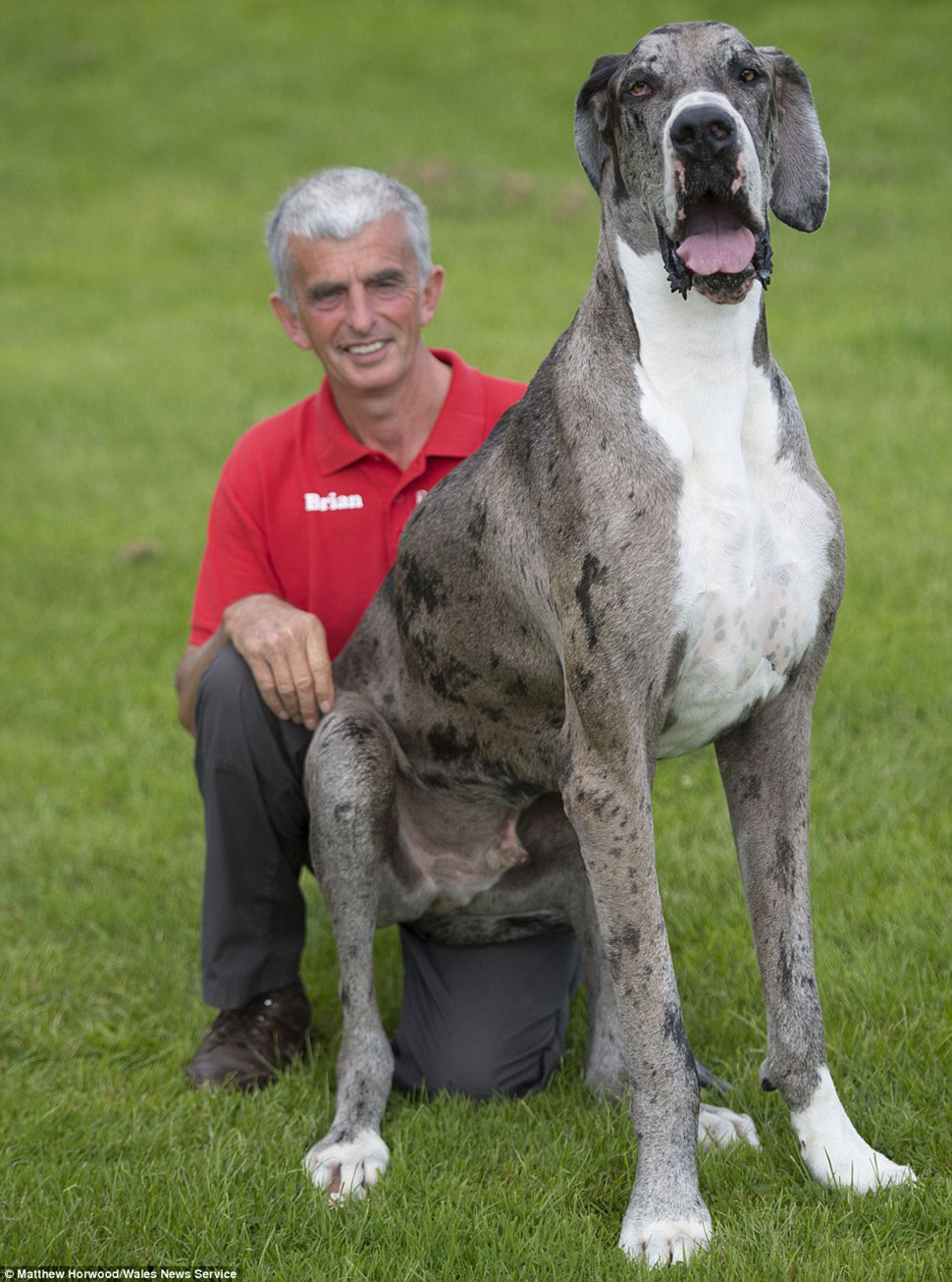 Фотография: Кажется, это самая высокая собака в мире: двухметровый дог весом 76 кг №6 - BigPicture.ru