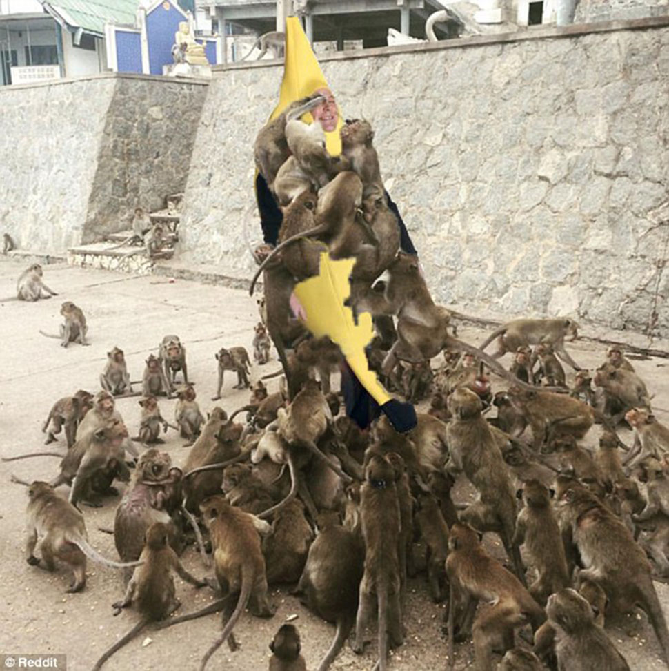 Фотография: Роковая ошибка: турист решил покормить обезьян и стал героем интернет-мемов №6 - BigPicture.ru