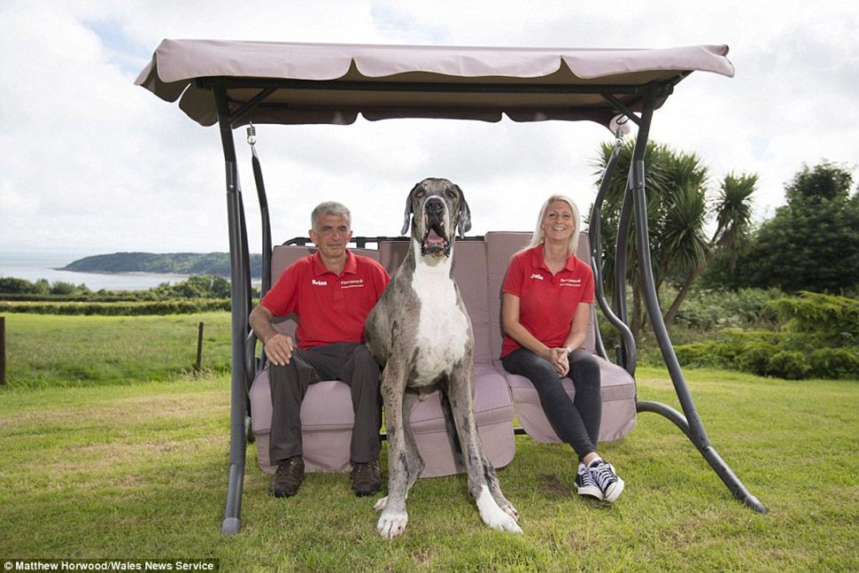Фотография: Кажется, это самая высокая собака в мире: двухметровый дог весом 76 кг №7 - BigPicture.ru