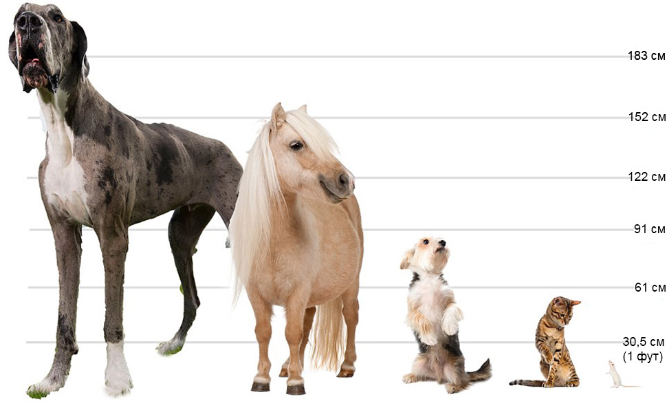 Фотография: Кажется, это самая высокая собака в мире: двухметровый дог весом 76 кг №8 - BigPicture.ru