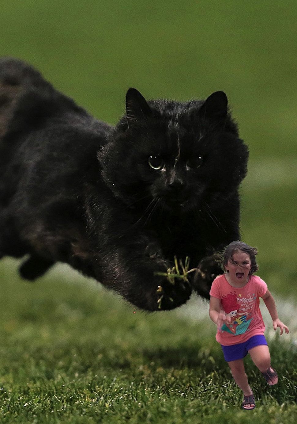 Фотография: Черный кот выскочил на поле во время матча по регби и стал героем фотожаб №9 - BigPicture.ru