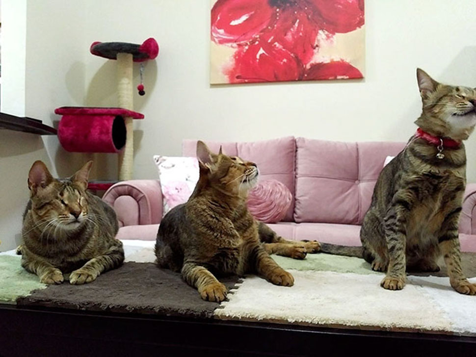 Фотография: Слепое кошачье семейство наконец-то обрело дом №10 - BigPicture.ru
