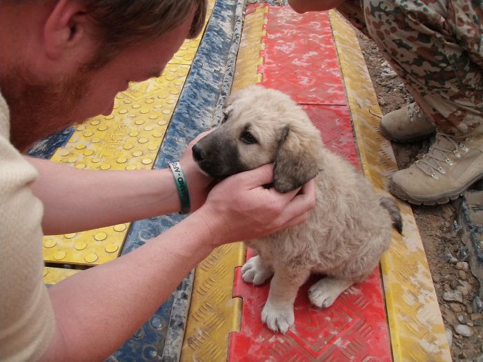 Фотография: У них впервые появился дом: собаки из приюта в первый день с новыми хозяевами №5 - BigPicture.ru