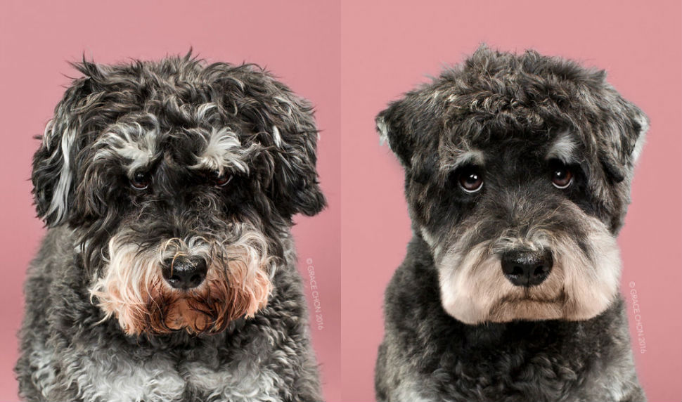 Фотография: Этих модных собак после стрижки просто не узнать! №1 - BigPicture.ru