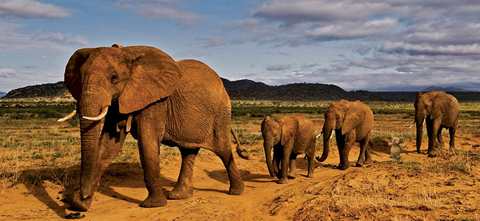 Фотография: Потерянный плюшевый слоник путешествует по миру №17 - BigPicture.ru