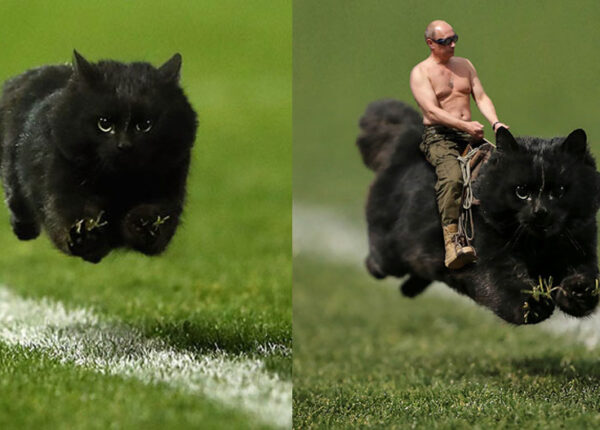 Черный кот выскочил на поле во время матча по регби и стал героем фотожаб