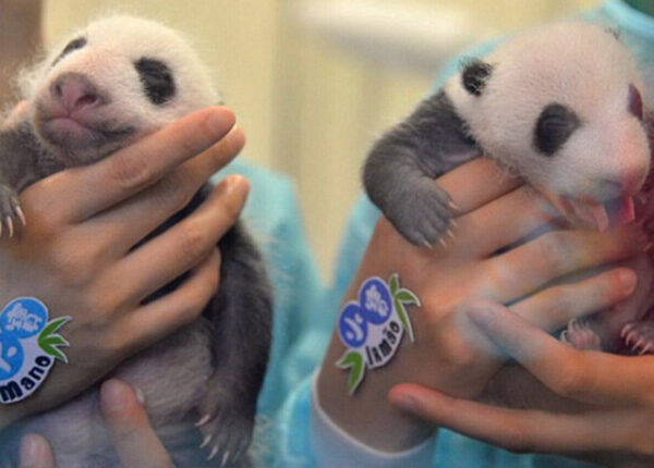 Маленьких панд-близнецов впервые показали публике в Макао