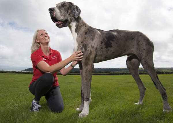 Кажется, это самая высокая собака в мире: двухметровый дог весом 76 кг