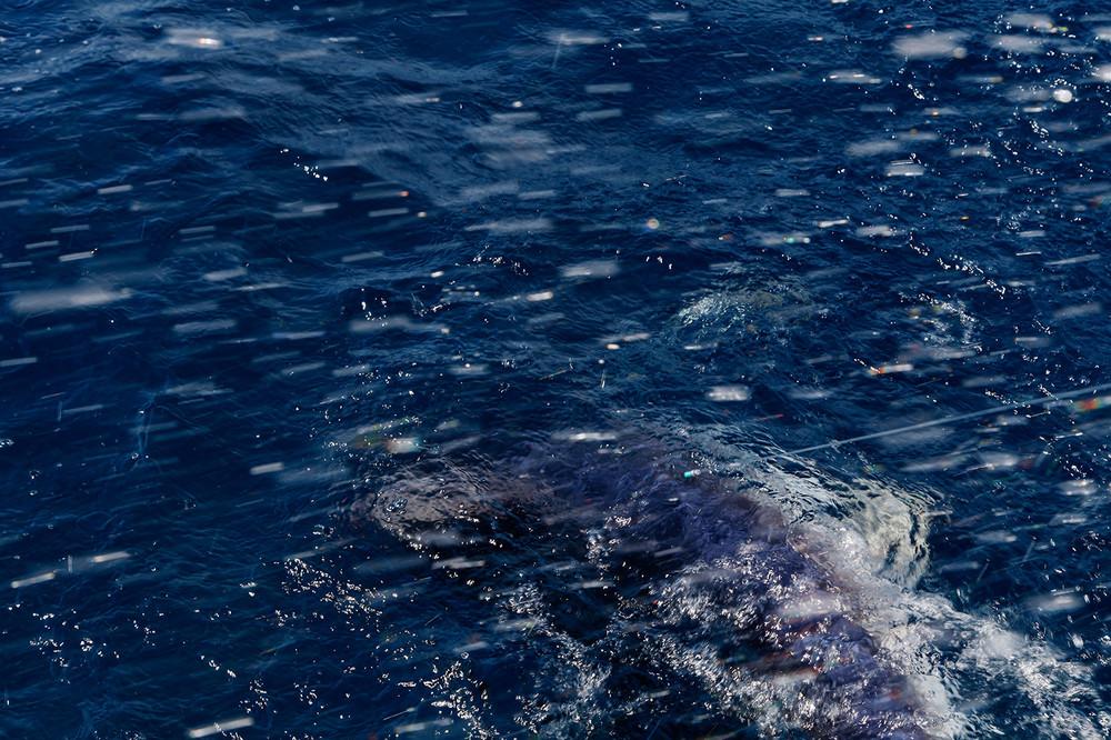Фотография: Ловись, рыбка большая: красота и жуть чемпионата по ловле монструозных акул №8 - BigPicture.ru