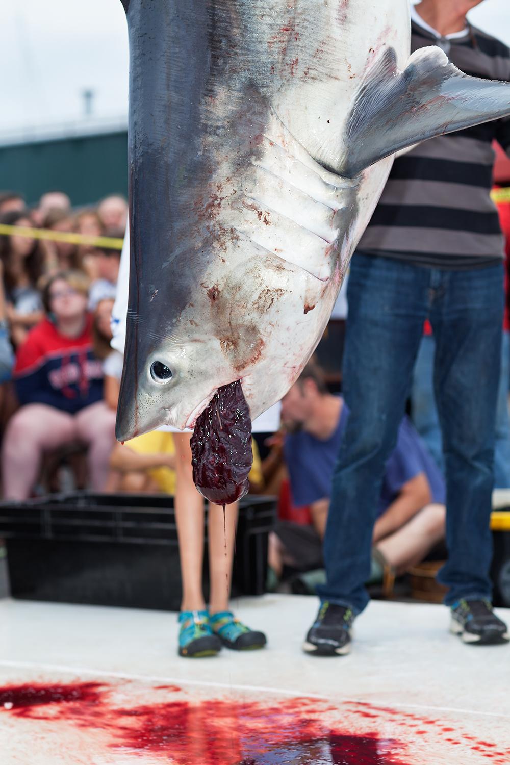 Фотография: Ловись, рыбка большая: красота и жуть чемпионата по ловле монструозных акул №5 - BigPicture.ru