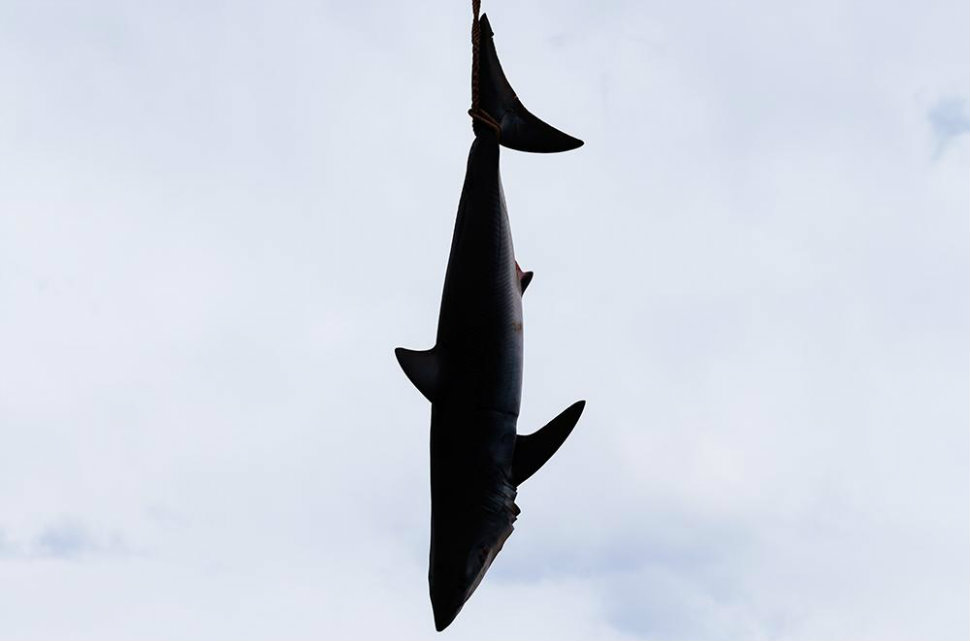 Фотография: Ловись, рыбка большая: красота и жуть чемпионата по ловле монструозных акул №1 - BigPicture.ru
