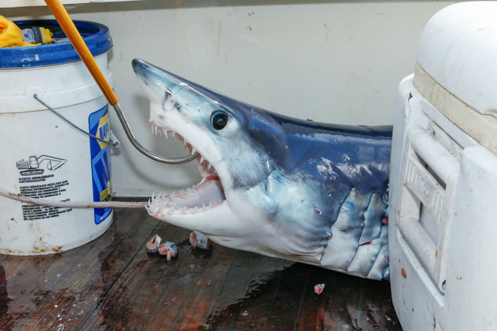 Фотография: Ловись, рыбка большая: красота и жуть чемпионата по ловле монструозных акул №7 - BigPicture.ru