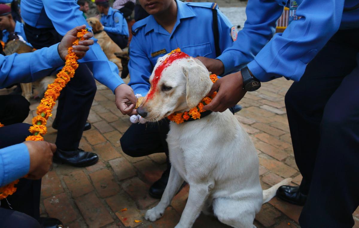 Фотография: У индуистов есть целый фестиваль, чтобы благодарить собак за верность и преданность №11 - BigPicture.ru