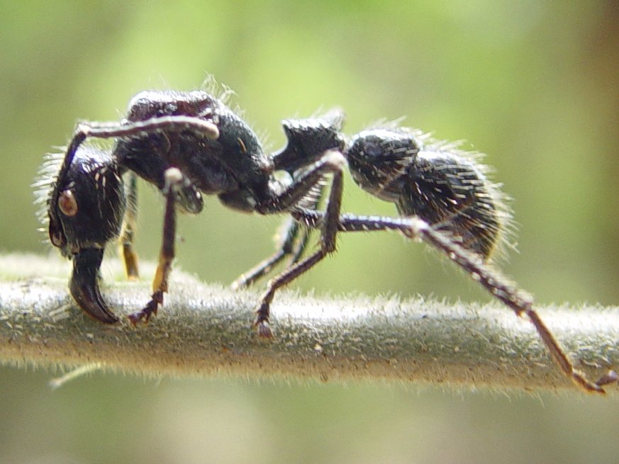 Фотография: Энтомолог испытал на себе самые болезненные укусы насекомых и составил шкалу боли №10 - BigPicture.ru
