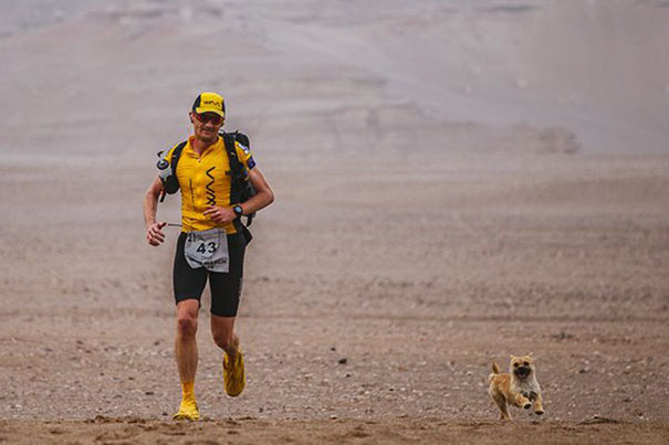 Фотография: Бездомная собака пробежала за спортсменом 40 км во время марафона и обрела нового хозяина №2 - BigPicture.ru