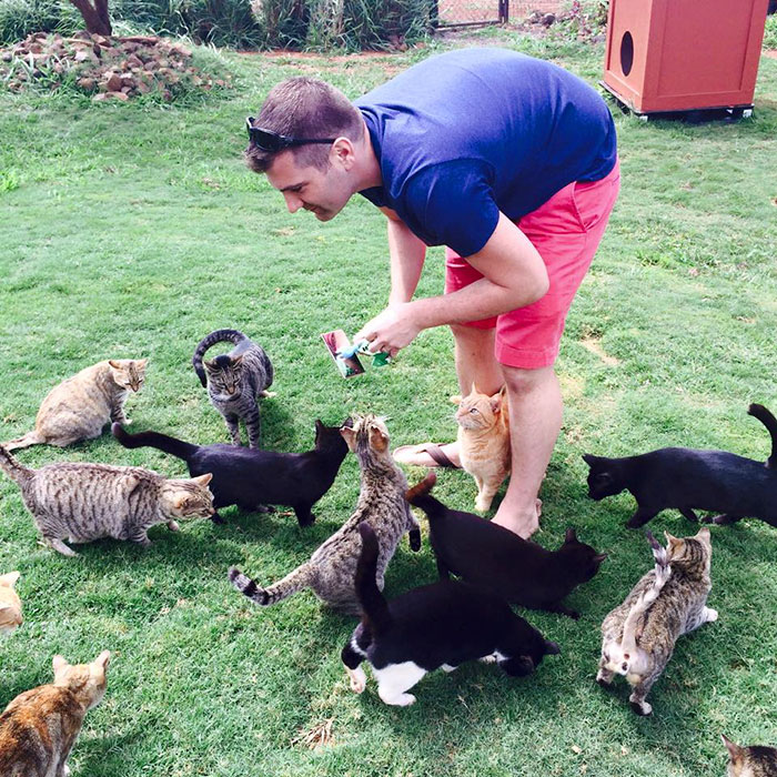 Фотография: В кошачьем заповеднике на Гавайях можно погладить сразу до 500 котиков №2 - BigPicture.ru